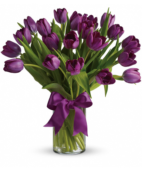 Passionate Purple Tulips