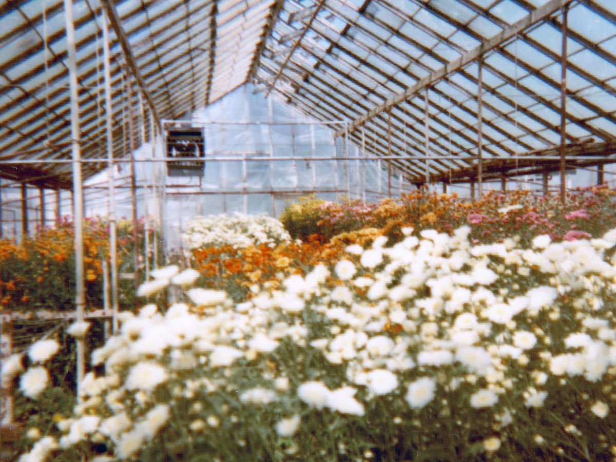 A similar interior perspective, decades later, still shows vibrant floral life in our greenhouse