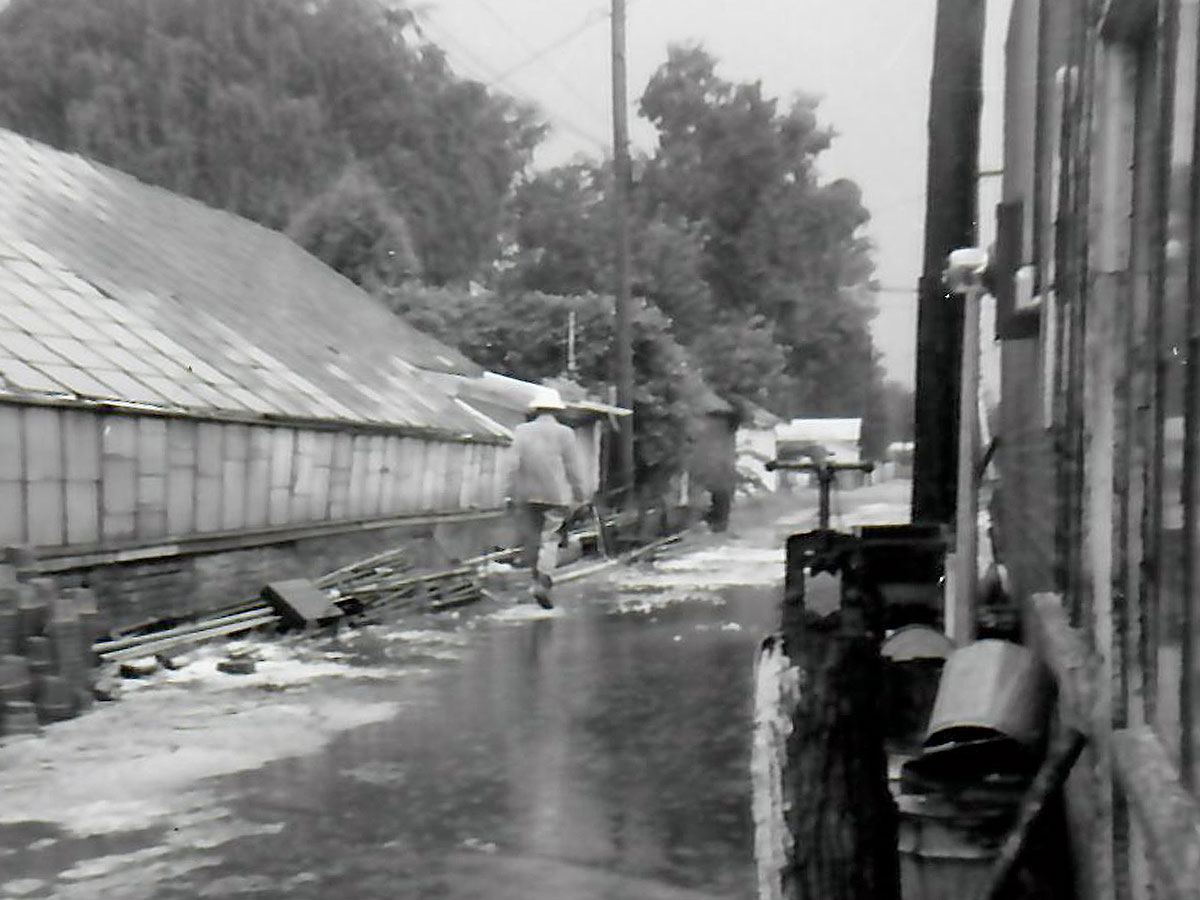 A worker walks through a puddle near the Fleischer greenhouse in the early 1900s